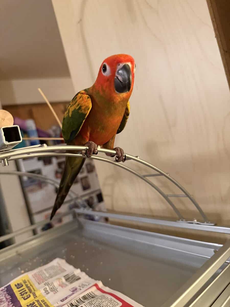 Red head conure image 1