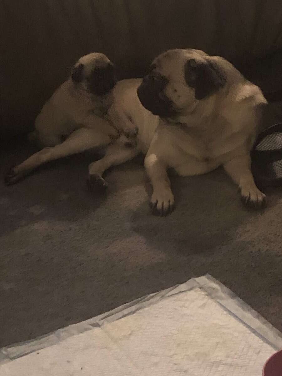 PUG PUPPIES image 3
