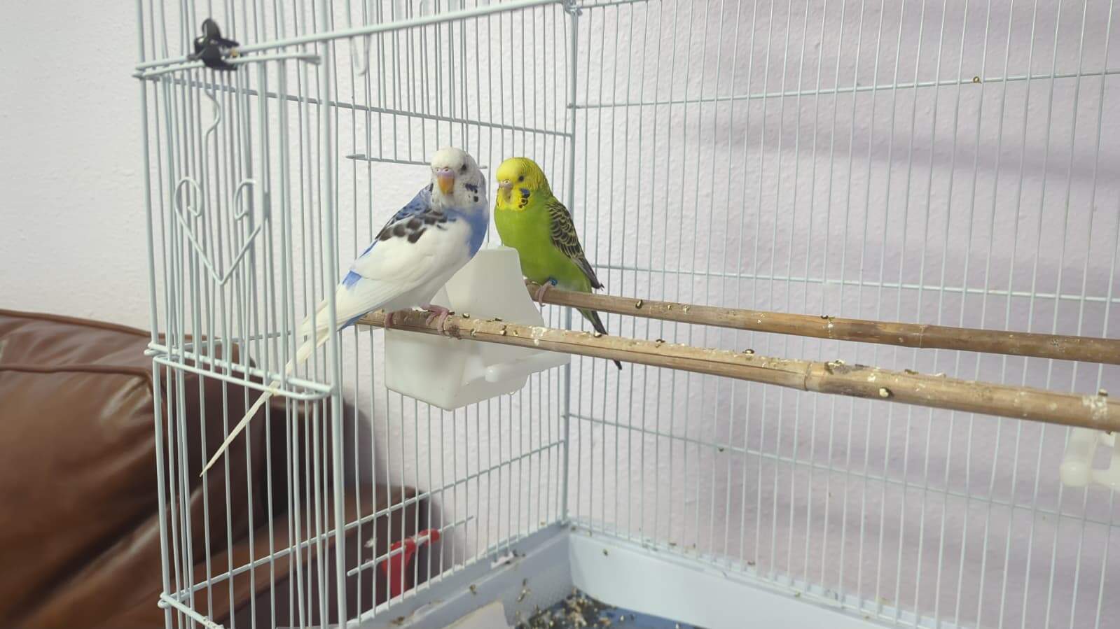 Parakeet pair image 3