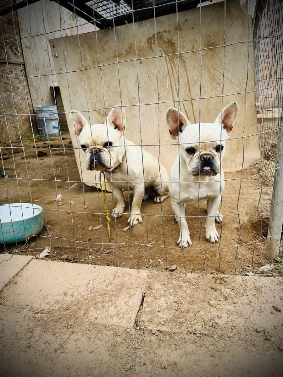2 White Frenchies for Sale image 2