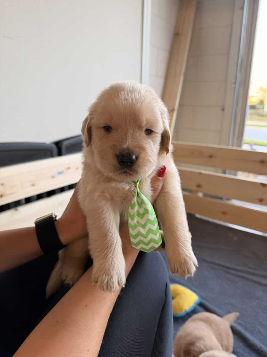 Golden Retriever Puppies for Sale image 3