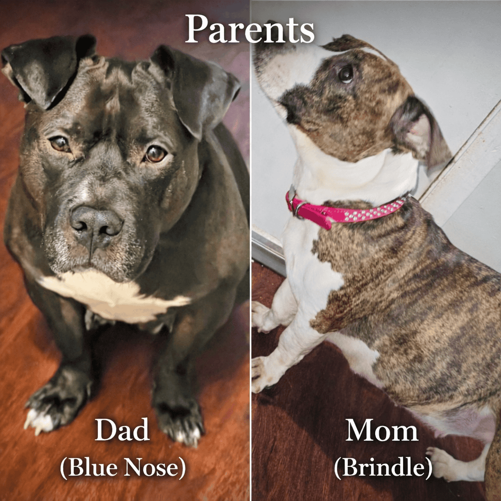 Adorable Pitbull Puppies – Now Reserving image 6