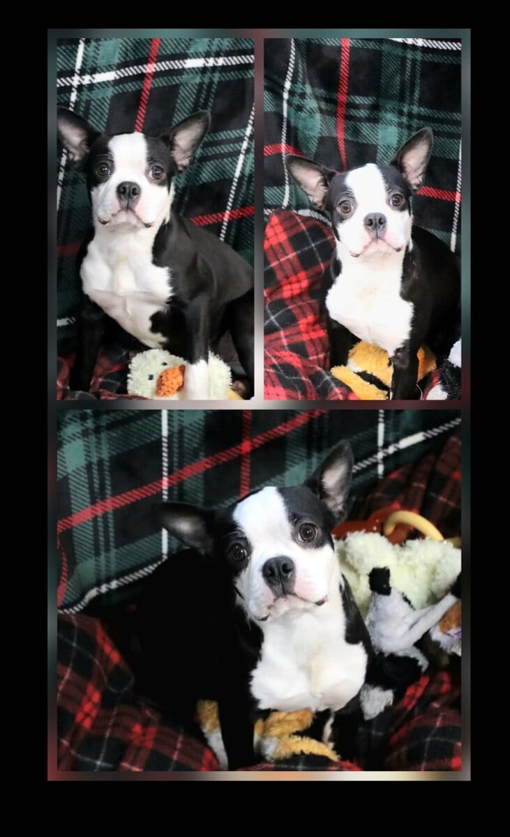 CKC Boston Terrier puppies image 7