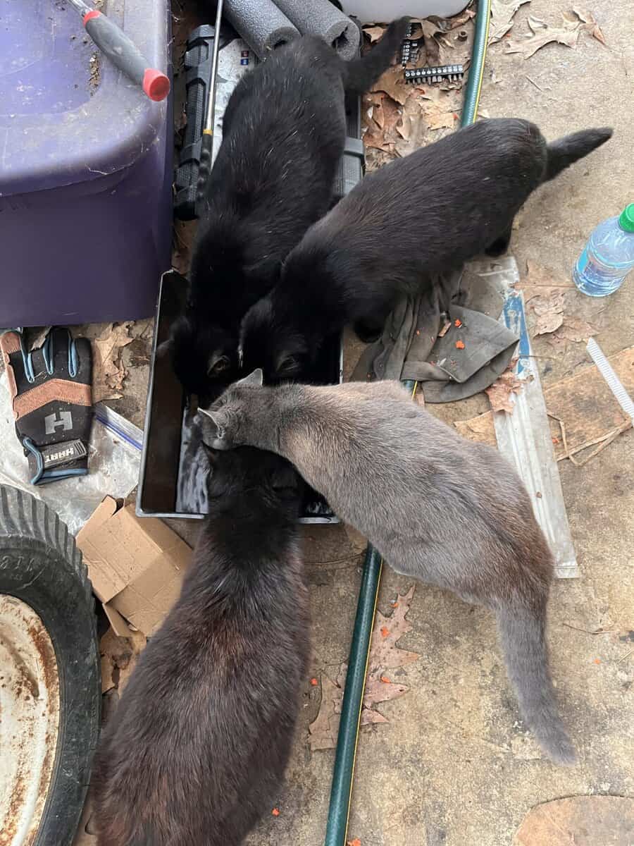 Four Sweet Outdoor Kittens Looking for a Safe Home image 1