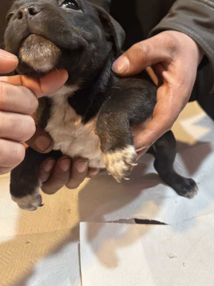 Stafforsdshire bull terrier the nanny dog image 5