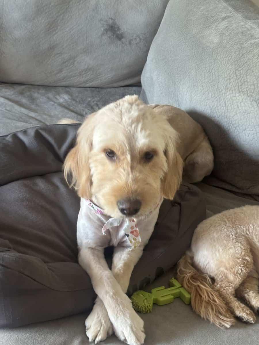 Golden doodle for sale image 2