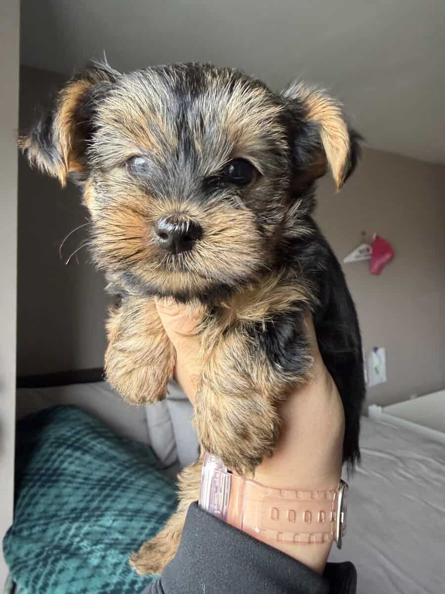 Yorkie girl image 1