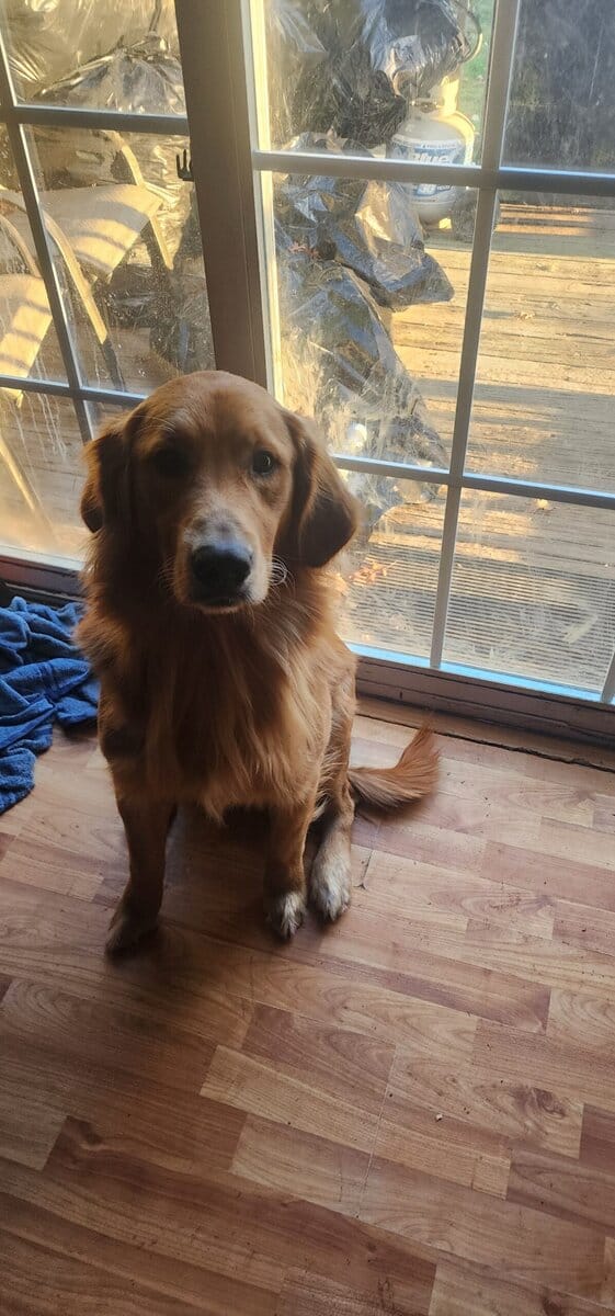 Adult male dog image 1
