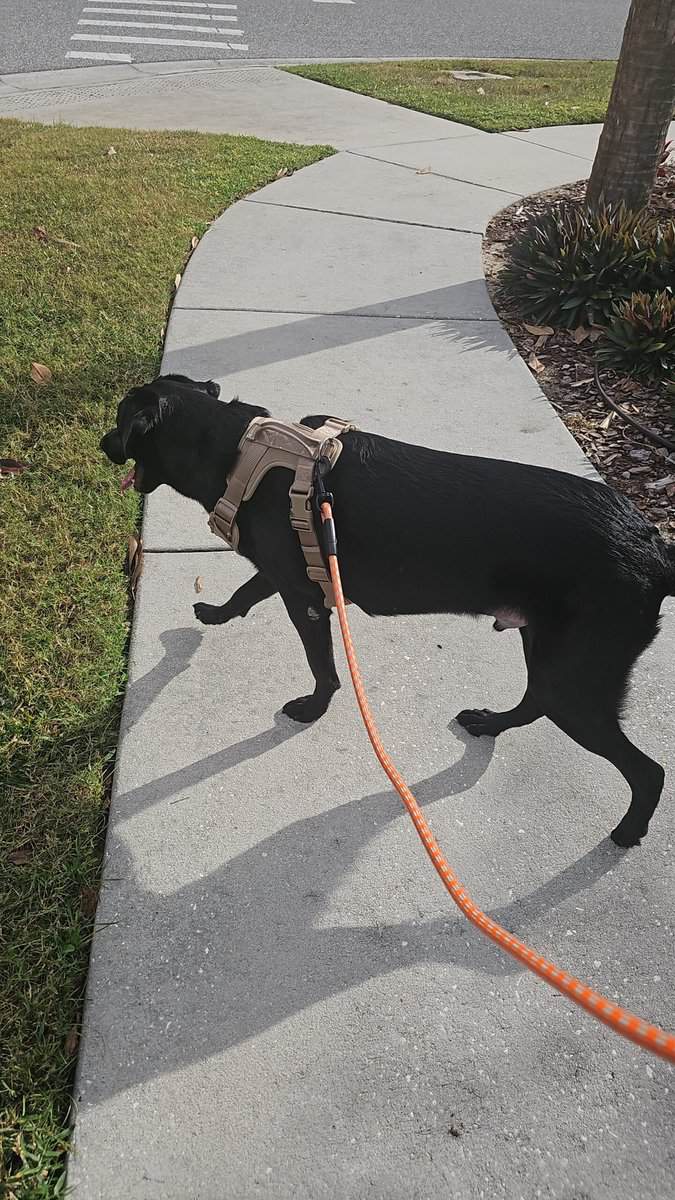 Black Lab image 1