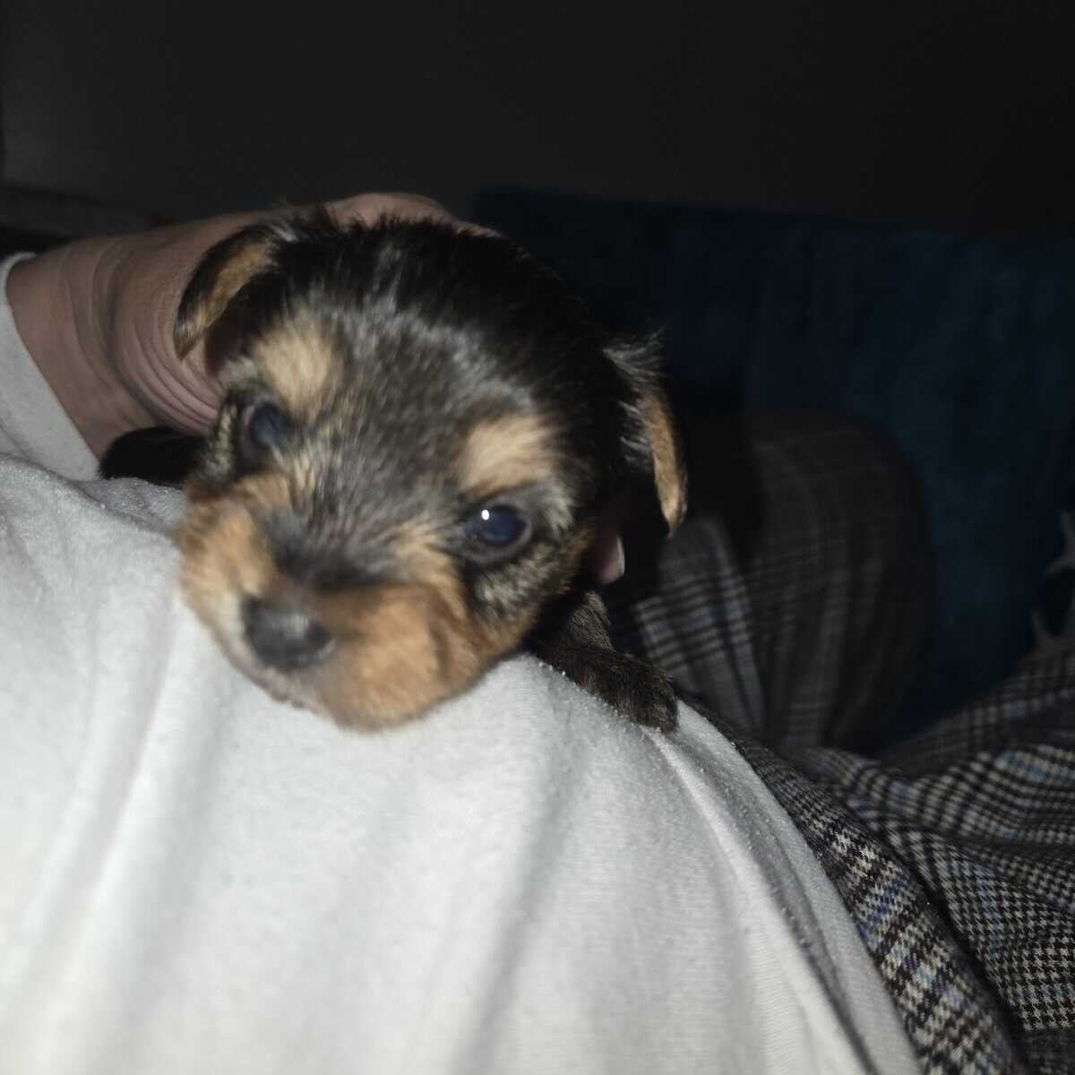 Yorkie image 3