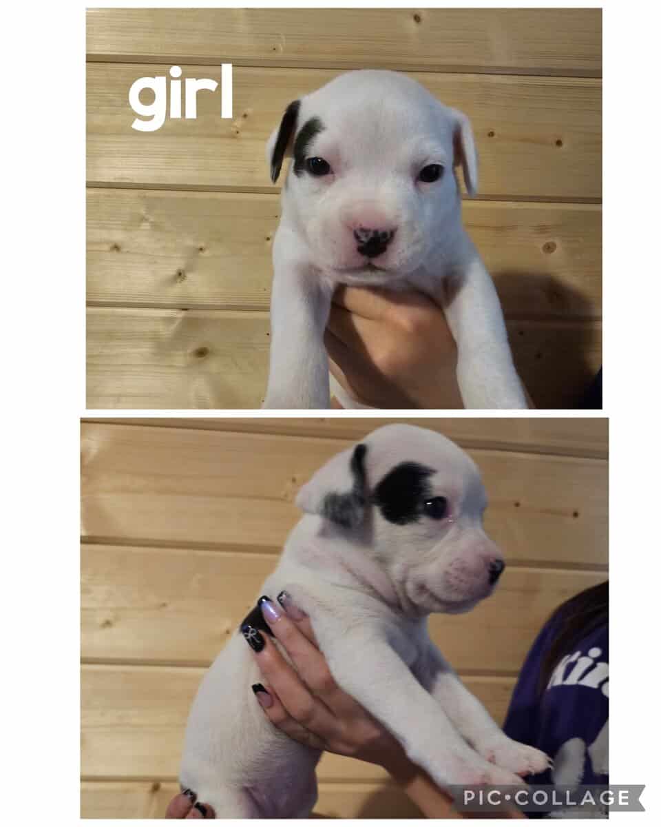 Pitty puppies image 2