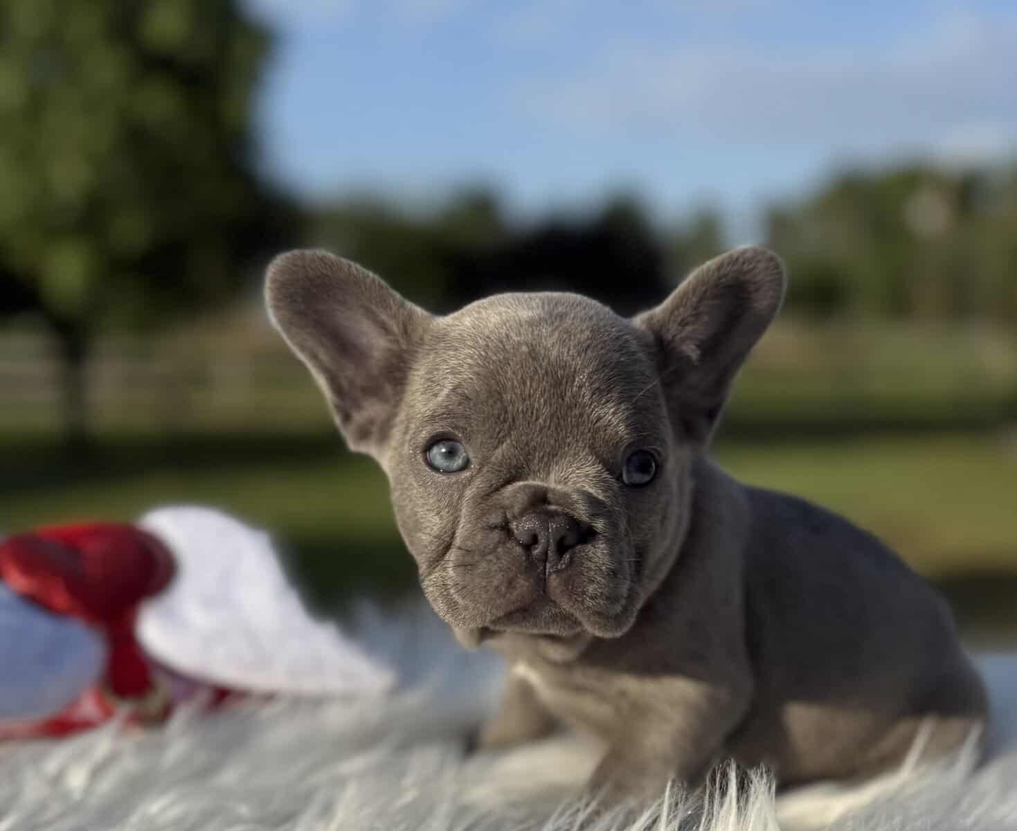 Lilac Brindle Female French Bulldog image 3