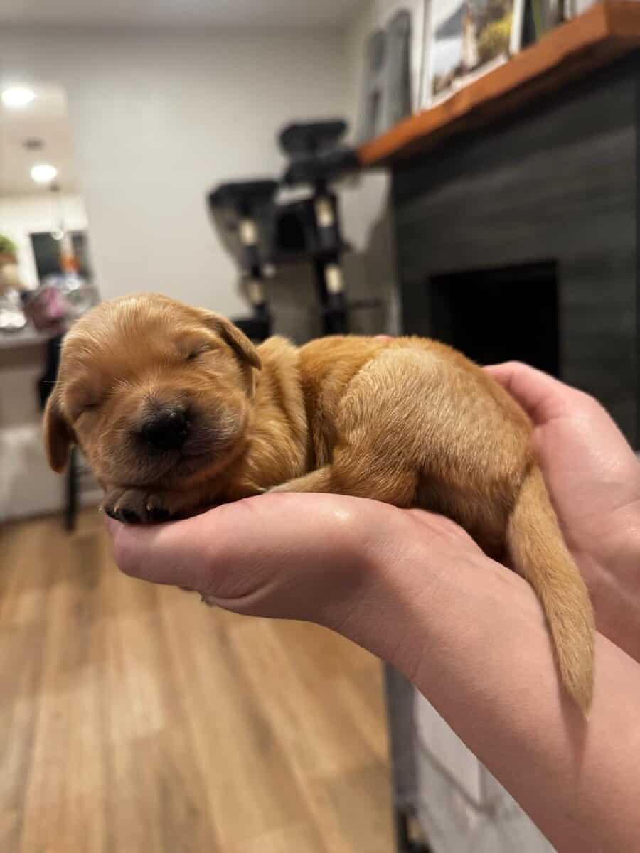 Puppies image 4