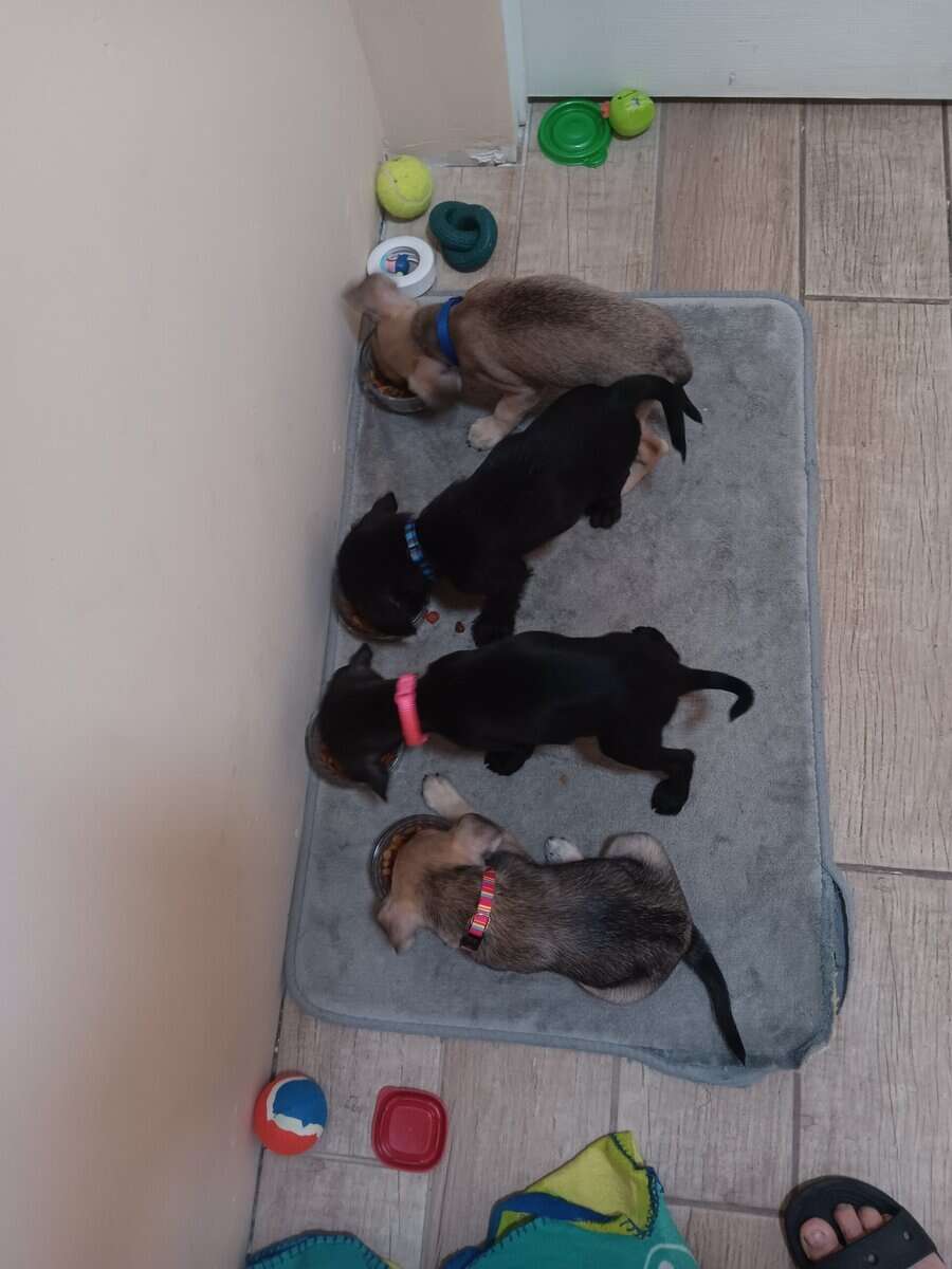 Miniature schnauzer/mix puppies image 9