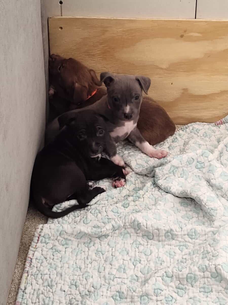 BEAUTIFUL pitmix puppies need LOVING homes image 4