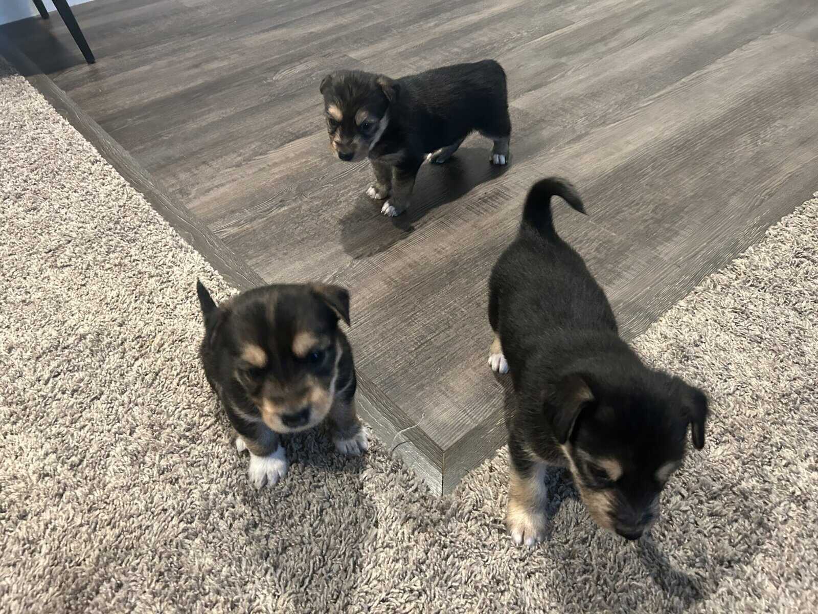 Mixed husky/terrier puppies image 4