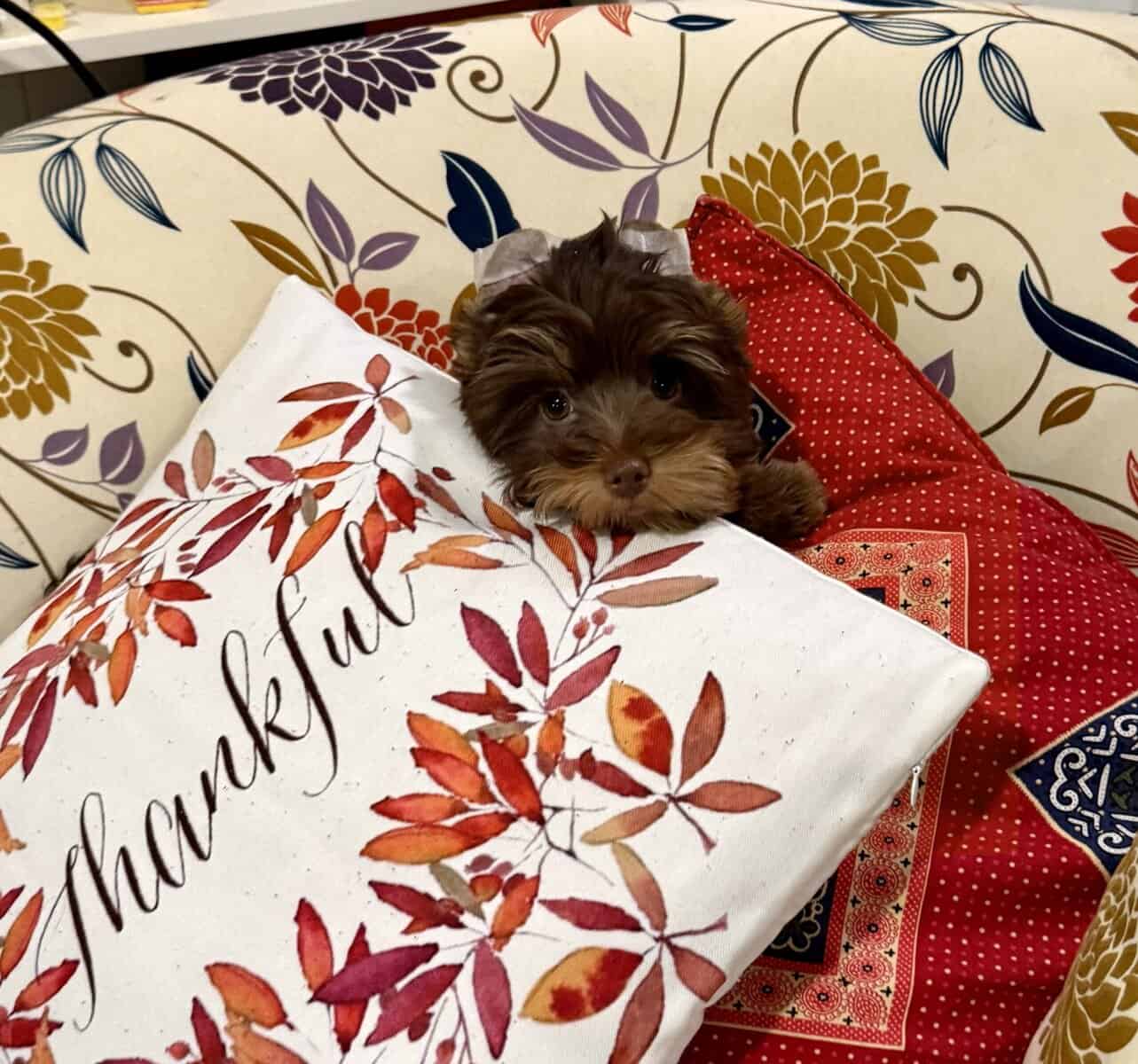 Rare Bitter Chocolate Yorkipoo cuddle bug image 5