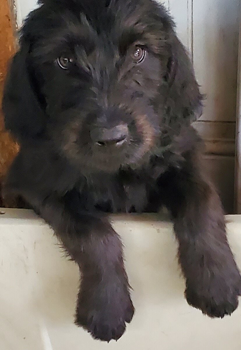 Labradoodle Puppies image 4