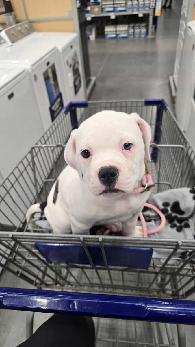 American Bulldogs image 1