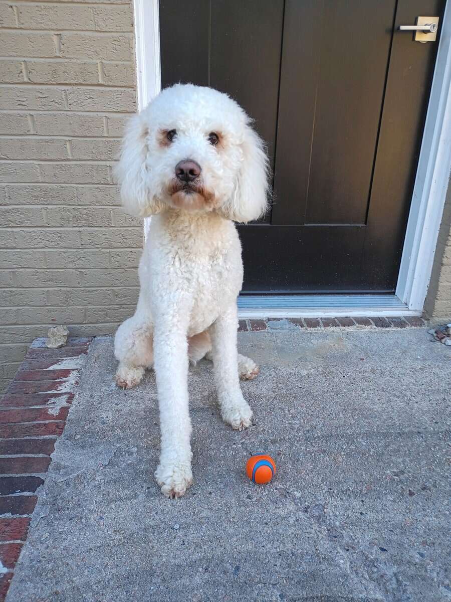 Sweet Family Doodle Looking for a New Home! image 1