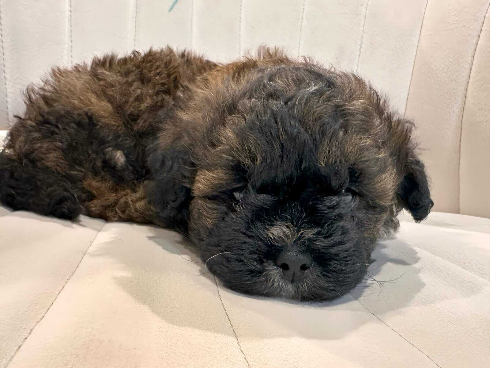 Tri-Colored 8 Week Old Shih-Poo Puppy image 10