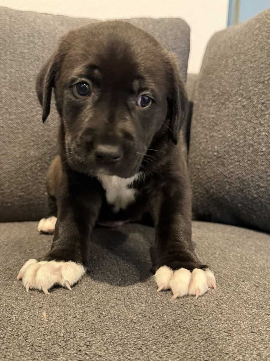 Shepard Mix Puppies image 4