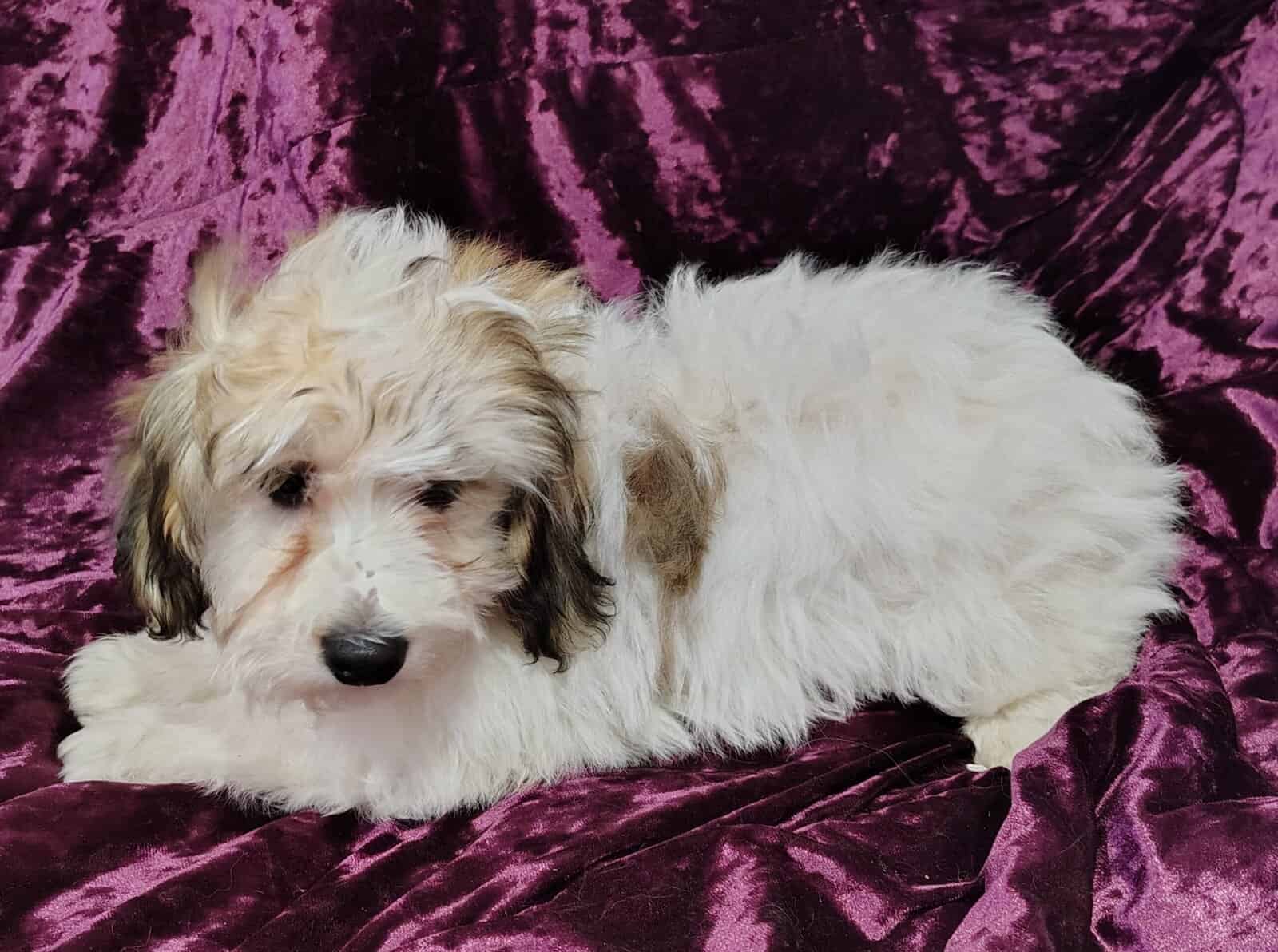 Yorkiepoo image 5
