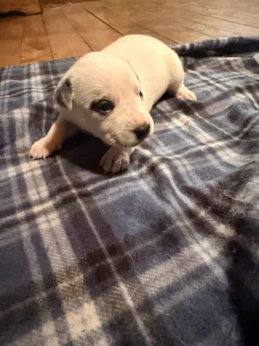 Female Puppies image 9