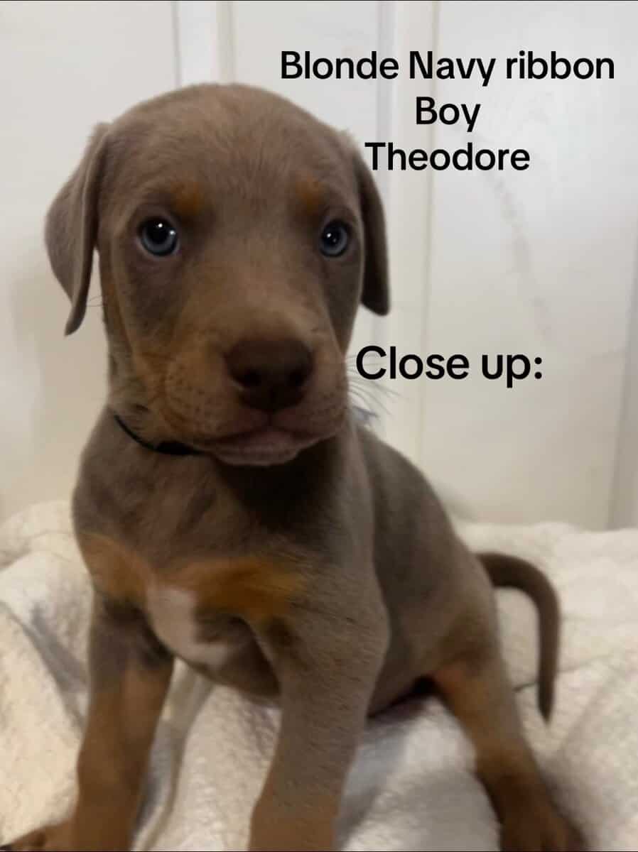 🔥 Rare Exotic Dober Bullies – Stunning Tri-Color image 21