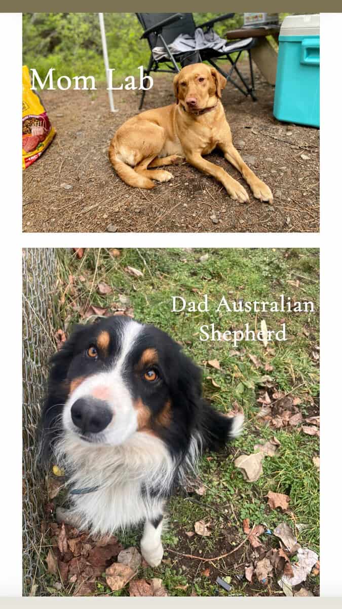Puppies for sale image 1