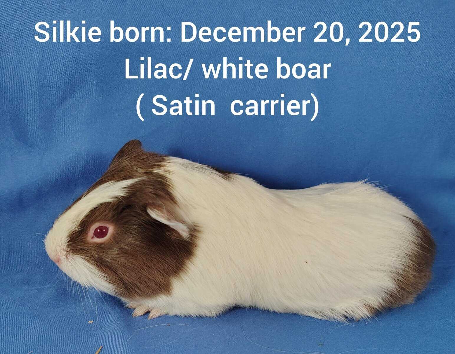 Guineapigs image 4