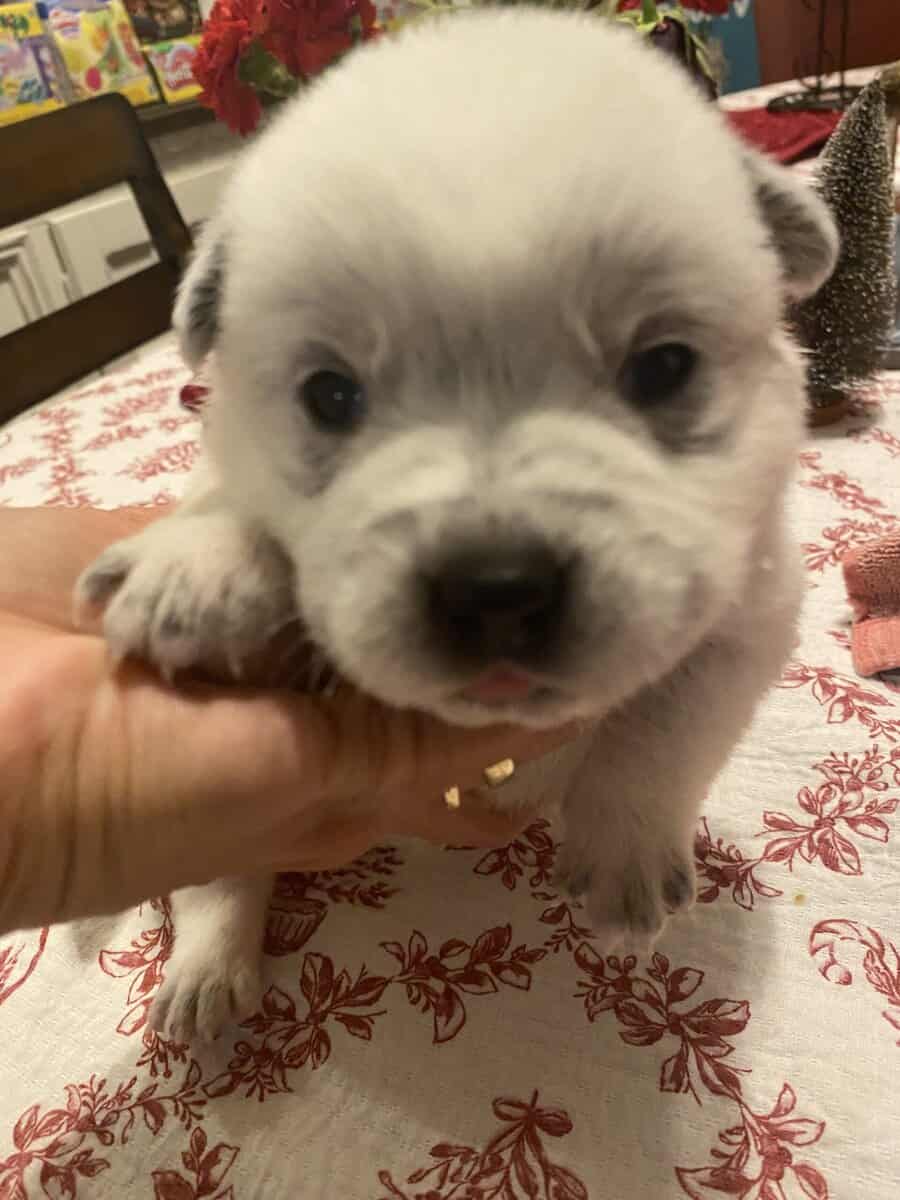 Australian Caddle pups for sale image 17