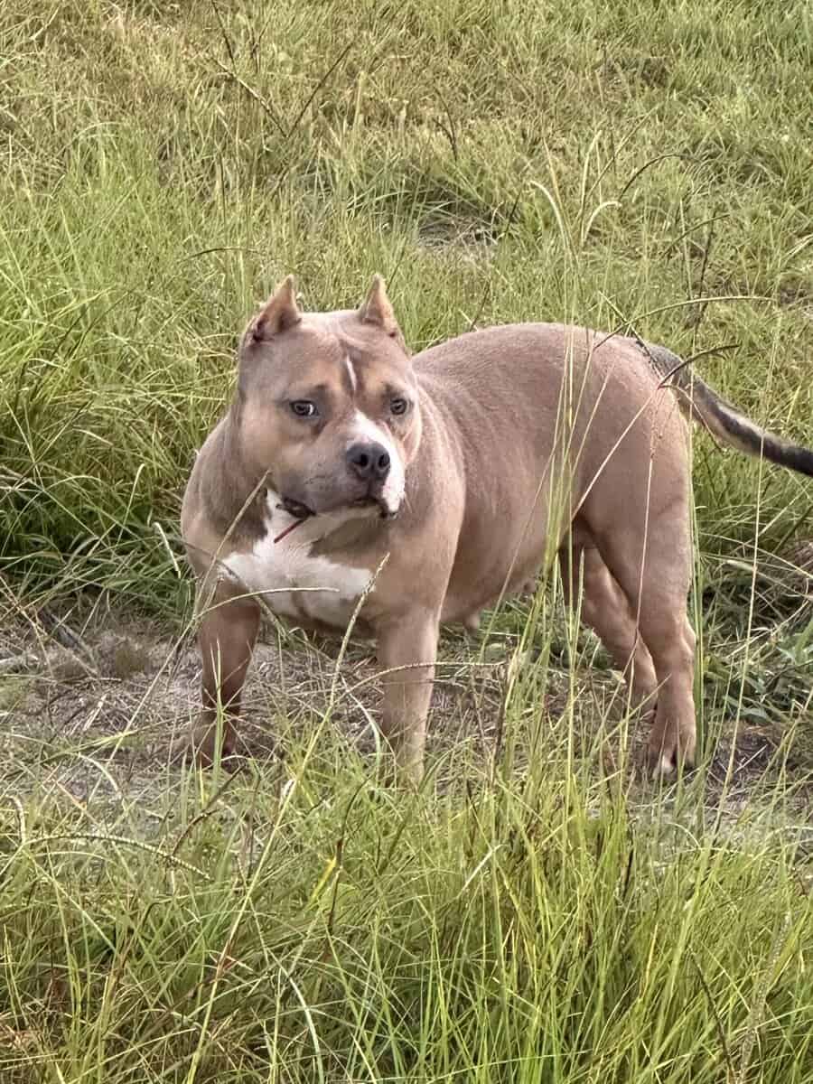 American bully female image 4
