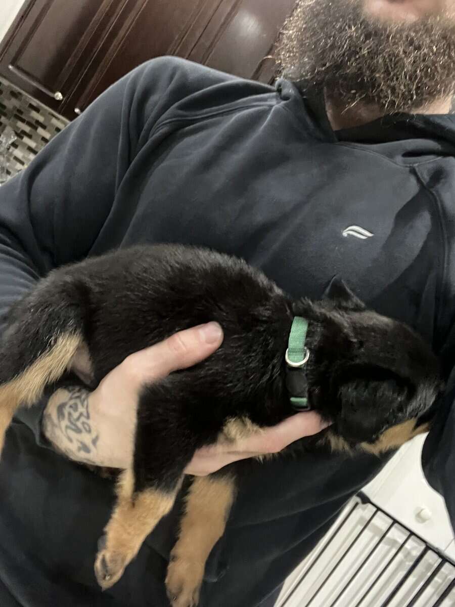 Dark Green Male Rottweiler image 4