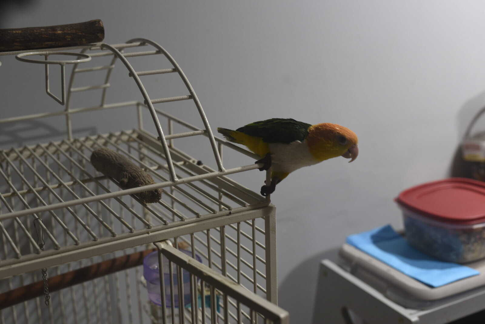 PARROT FOR SALE image 3