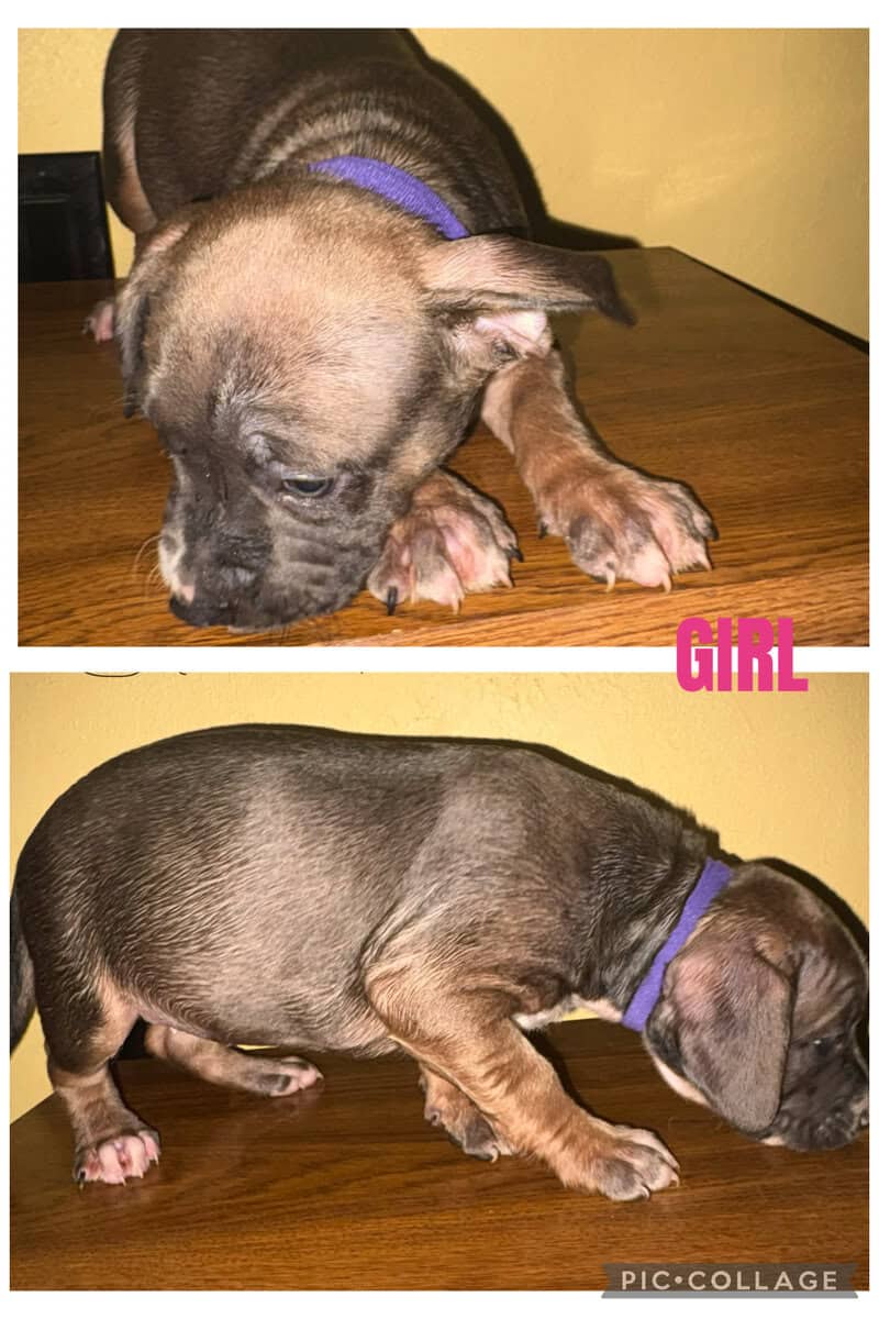 ABKC Registered American Bully puppies image 2