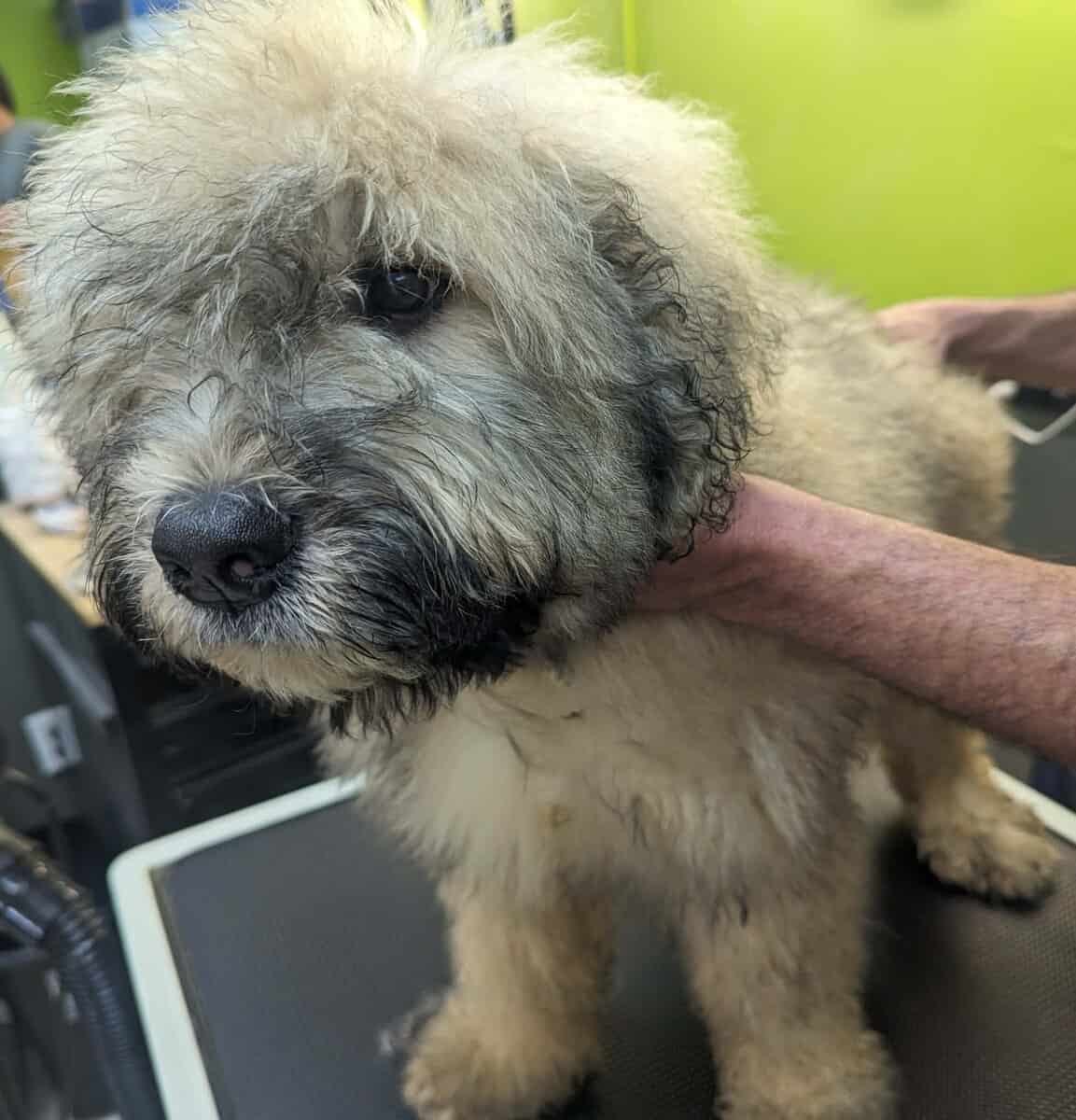 Bouvier Des Flandres image 2