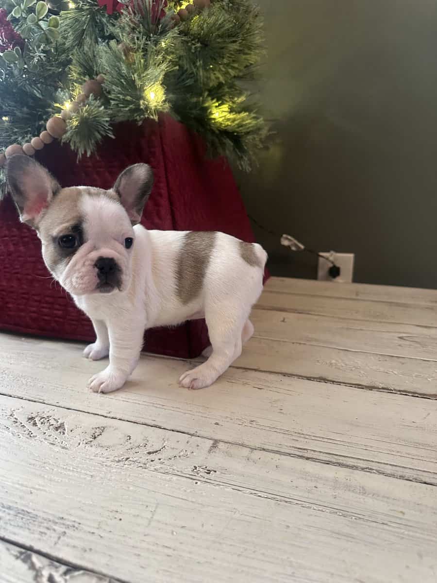 Pied frenchie image 1