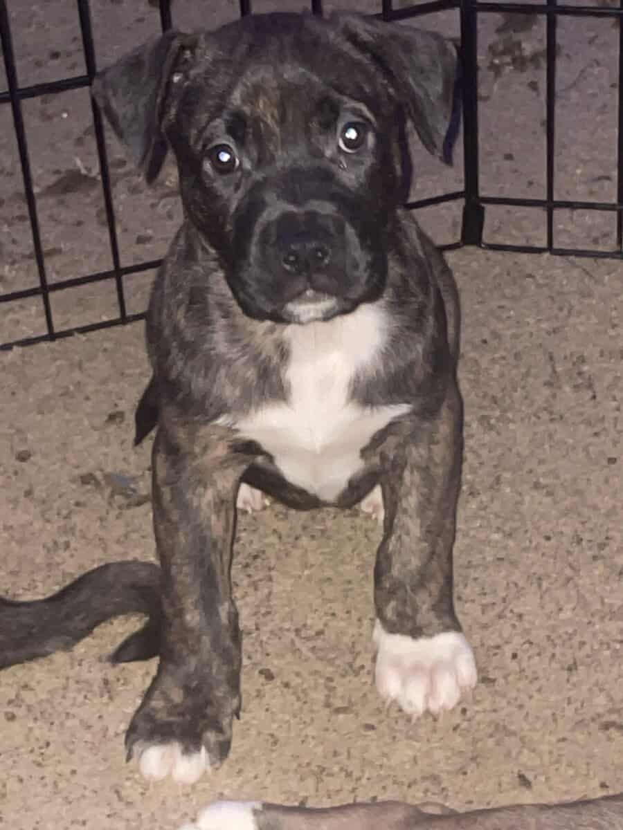 Akita/Pit mix puppies for sale image 2