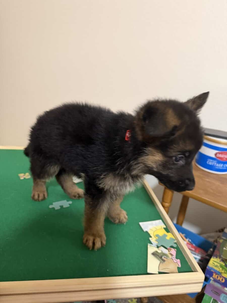 Lovable German Shepherd, puppies image 12