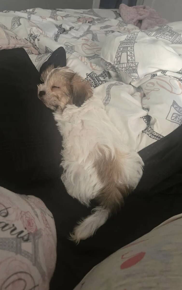 Louie image 1
