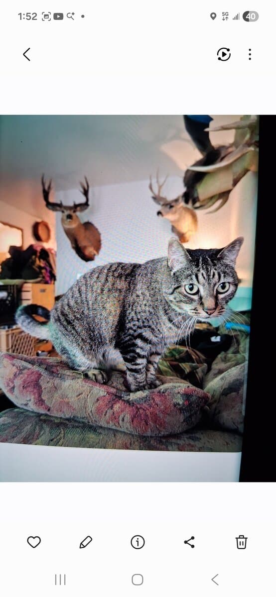 2 free cats image 2