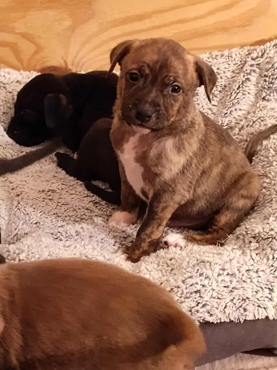 BEAUTIFUL pitmix puppies need LOVING homes image 3