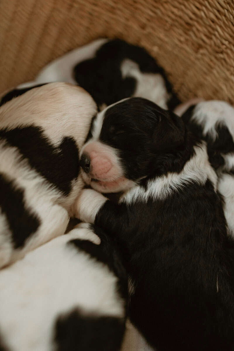 Saint Berdoodles image 1