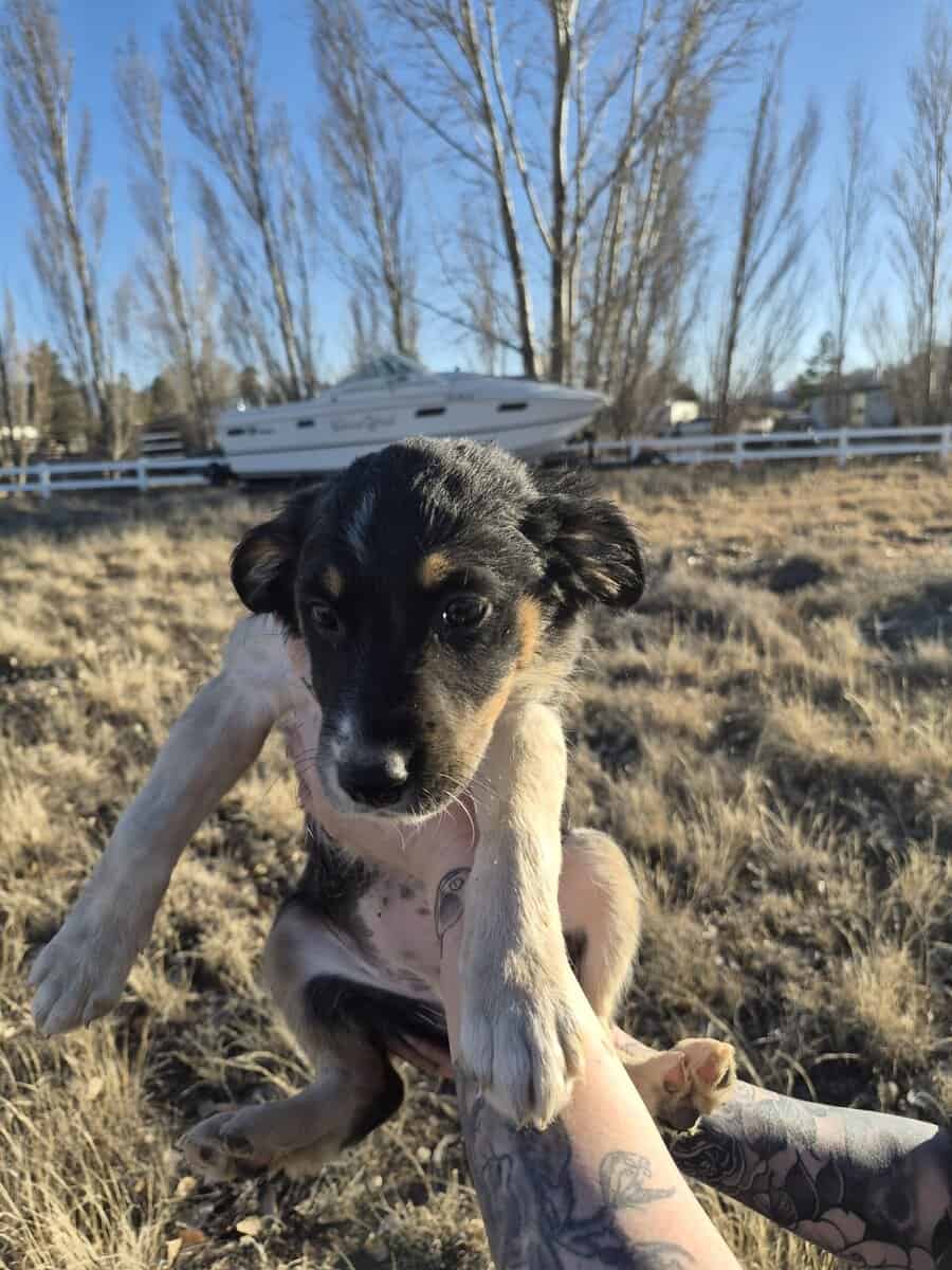 Aussie-Heeler mix puppies image 3