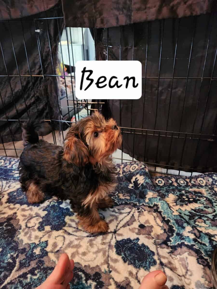 Yorkie puppies for sale image 10