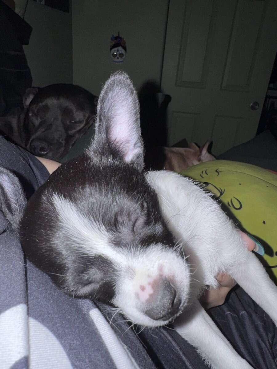 Pom-chi puppies image 6