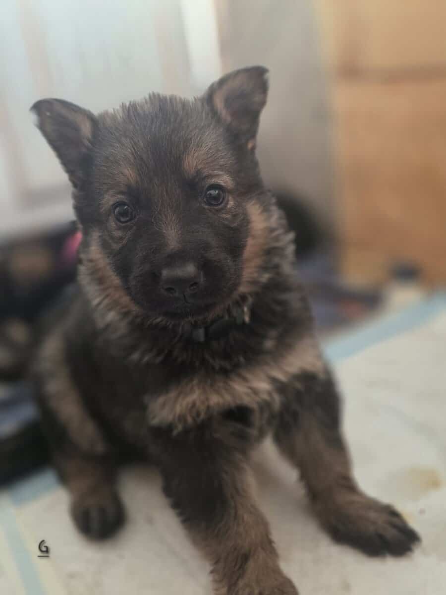 German Shepherd Puppies image 5