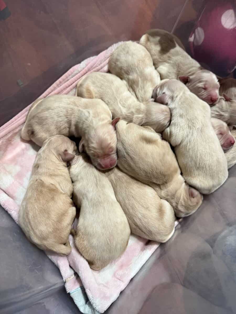 Golden Retrievers image 6