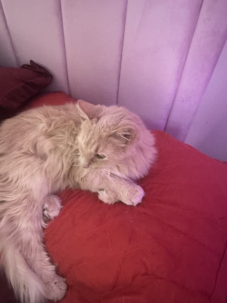 Meet Star 🌟 A Loving, Cuddly 7-Month-Old Cat image 5